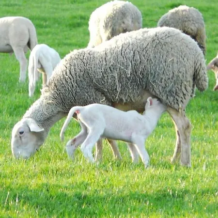 2 Pieces Cosy Saint-lary- Aure 维耶尔奥尔